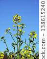 Yellow flowers blooming toward the blue sky 138615240