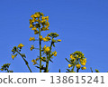 Yellow flowers blooming toward the blue sky 138615241
