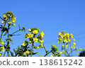 Rape blossoms shining in the blue sky 138615242
