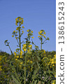 Rape blossoms blooming toward the blue sky 138615243