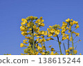 Rape blossoms shining in the blue sky 138615244