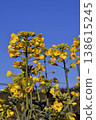 Rape blossoms blooming toward the blue sky 138615245