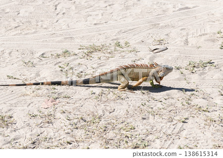 Reptile animal in nature. Wildlife zoo in jungle. Iguana lizard in tropical jungle. American iguana herbivorous lizard. Exotic iguana reptile. Exotic pet. Wildlife fauna. Large iguana tail Reptile animal in nature. Wildlife zoo in jungle. Iguana lizard in tropical jungle. American iguana herbivorous lizard. Exotic iguana reptile. Exotic pet. Wildlife fauna. Large iguana tail 138615314