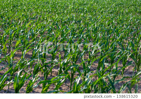 Agriculture and cultivation. Green crop plant at agricultural farm field. Harvesting and agriculture. Crop plantation at farm. Field of harvest. Field harvest with corn crop. Organic crop Agriculture and cultivation. Green crop plant at agricultural farm field. Harvesting and agriculture. Crop plantation at farm. Field of harvest. Field harvest with corn crop. Organic crop 138615320