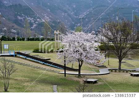 櫻花在公園裡 櫻花在公園裡 138615337
