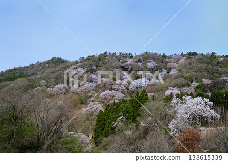 Kurokawa Cherry Blossom Forest: Cherry Blossom Scenery 138615339