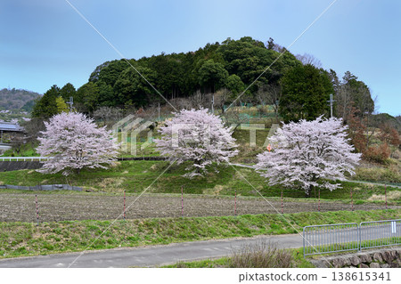 Cherry blossoms in the countryside of Toyono Town Cherry blossoms in the countryside of Toyono Town 138615341
