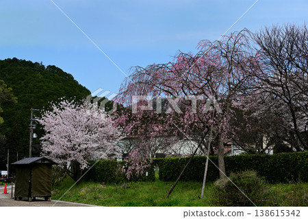 豐野町:櫻花美景 豐野町:櫻花美景 138615342