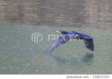 大鸕鶿低飛 大鸕鶿低飛 138615354