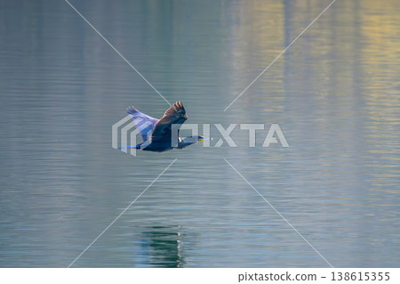 Great cormorant flying low Great cormorant flying low 138615355
