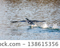 鸕鶿的飛行 138615356