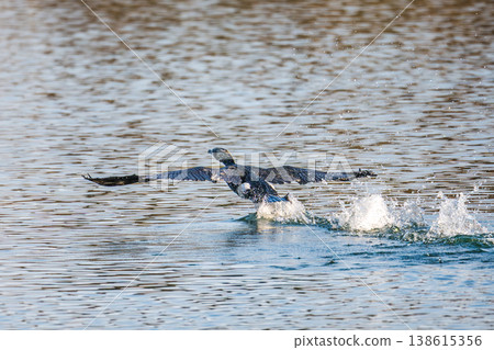 鸕鶿的飛行 138615356