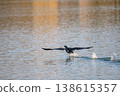 鸕鶿的飛行 138615357