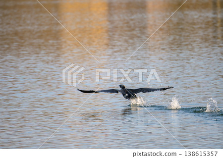 The flight of Cormorant The flight of Cormorant 138615357