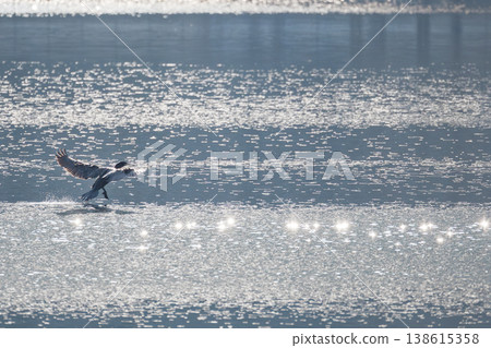 The silhouette of a cormorant landing on the sparkling surface of the lake. 138615358