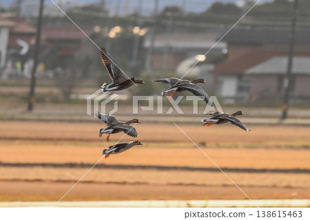 A flock of geese in the Izumo Plain A flock of geese in the Izumo Plain 138615463