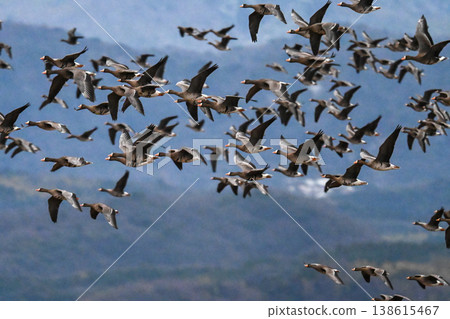 出雲平原上的一群鵝 138615467