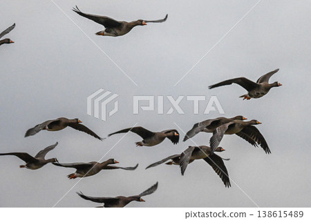 A flock of geese in the Izumo Plain A flock of geese in the Izumo Plain 138615489