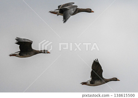 A flock of geese in the Izumo Plain 138615500