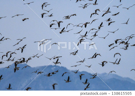 A flock of geese in the Izumo Plain A flock of geese in the Izumo Plain 138615505