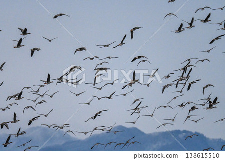 A flock of geese in the Izumo Plain A flock of geese in the Izumo Plain 138615510