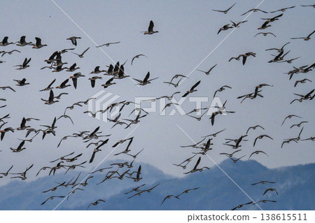 A flock of geese in the Izumo Plain A flock of geese in the Izumo Plain 138615511