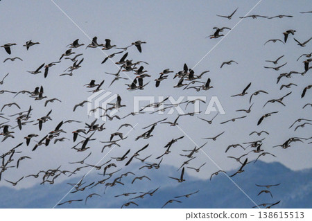 A flock of geese in the Izumo Plain A flock of geese in the Izumo Plain 138615513
