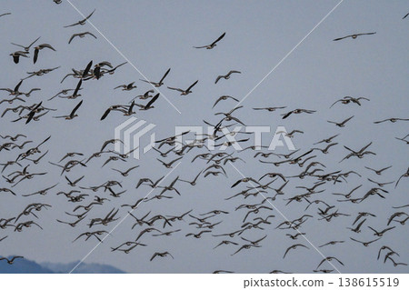 A flock of geese in the Izumo Plain A flock of geese in the Izumo Plain 138615519