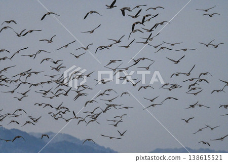 出雲平原上的一群鵝 138615521