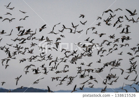 A flock of geese in the Izumo Plain A flock of geese in the Izumo Plain 138615526