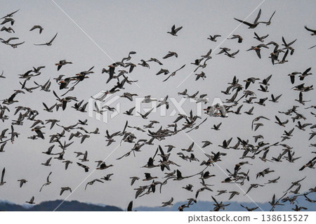 出雲平原上的一群鵝 138615527