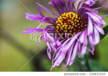 pink violet purple aster genus flower head pink violet purple aster genus flower head 138615543
