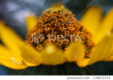 yellow sunflower flower petals close-up yellow sunflower flower petals close-up 138615554