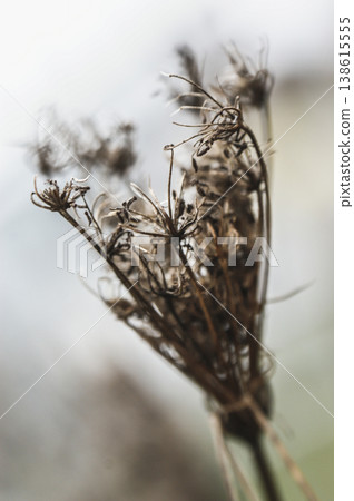 brown twig autumn plant thin twigs many brown twig autumn plant thin twigs many 138615555