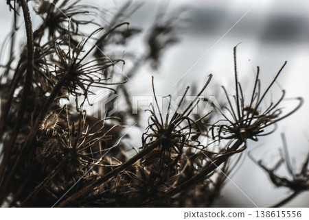 brown twig autumn plant thin twigs many brown twig autumn plant thin twigs many 138615556