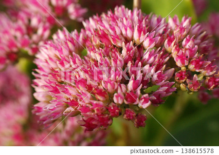pink flower hylotelephium spectabile single in the garden 138615578