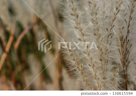 melica plant in a meadow of grass in a garden park 138615594