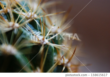 closeup spines of a green desert cactus plant closeup spines of a green desert cactus plant 138615617