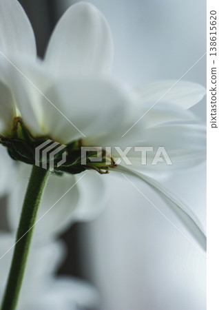 white aster flower single flower from below the flower head white aster flower single flower from below the flower head 138615620