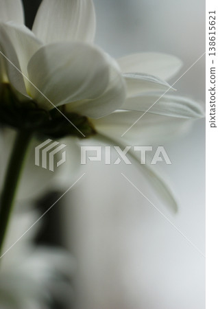 white aster flower single flower from below the flower head white aster flower single flower from below the flower head 138615621