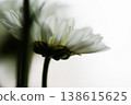 white aster flower single flower from below the flower head 138615625
