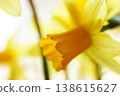 yellow daffodil flower narcissus flower head bouquet 138615627