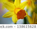 yellow daffodil flower narcissus flower head bouquet 138615628