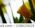 yellow daffodil flower narcissus flower head bouquet 138615629