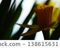 yellow daffodil flower narcissus flower head bouquet 138615631