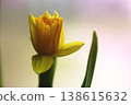 yellow daffodil flower narcissus flower head bouquet 138615632