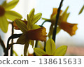 yellow daffodil flower narcissus flower head bouquet 138615633
