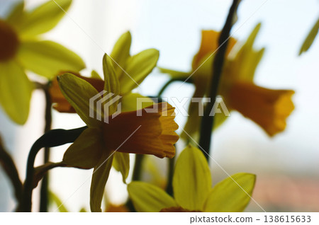 yellow daffodil flower narcissus flower head bouquet 138615633