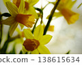 yellow daffodil flower narcissus flower head bouquet 138615634
