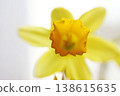 yellow daffodil flower narcissus flower head bouquet 138615635